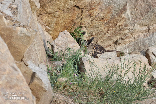 Uhu (Bubo bubo)