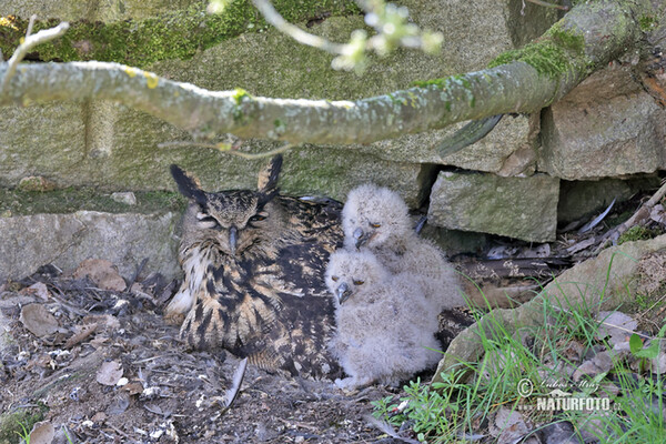 Uhu (Bubo bubo)