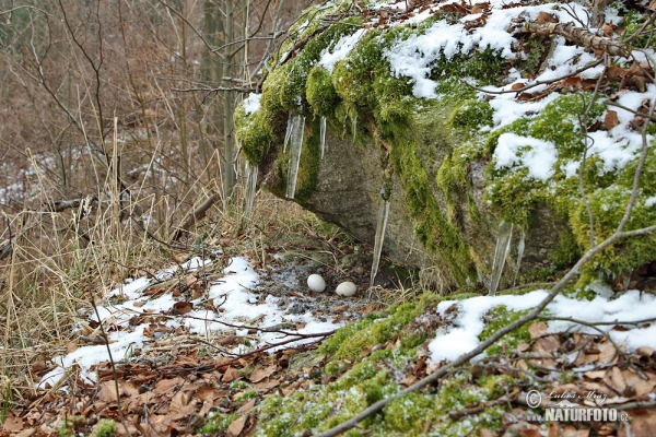 Uhu (Bubo bubo)