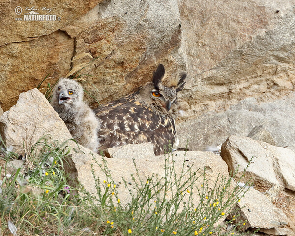 Uhu (Bubo bubo)