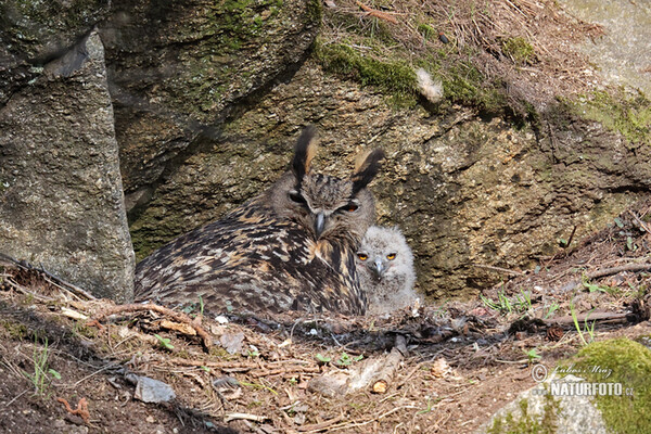 Uhu (Bubo bubo)