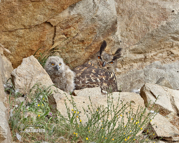 Uhu (Bubo bubo)