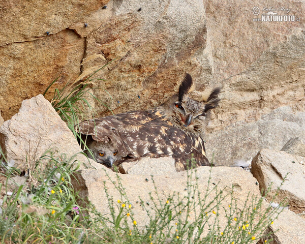 Uhu (Bubo bubo)