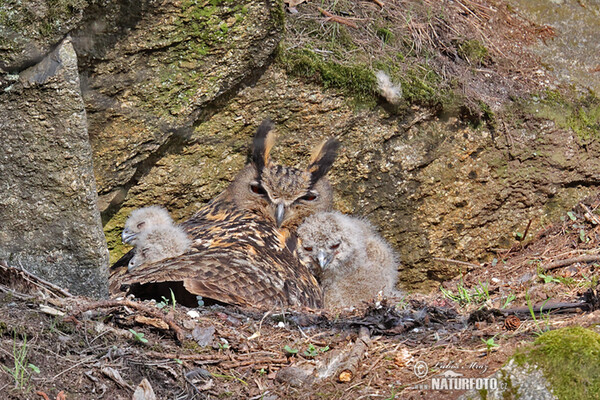 Uhu (Bubo bubo)