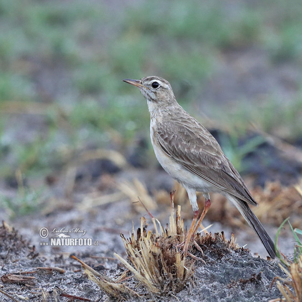 Vaalpieper (Anthus vaalensis)