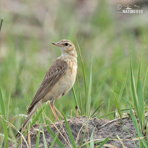 Vaalpieper (Anthus vaalensis)