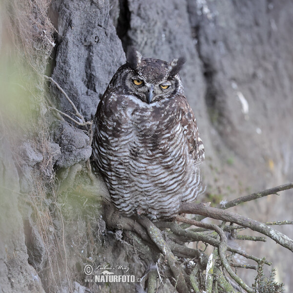 Virginia-Uhu (Bubo virginianus)