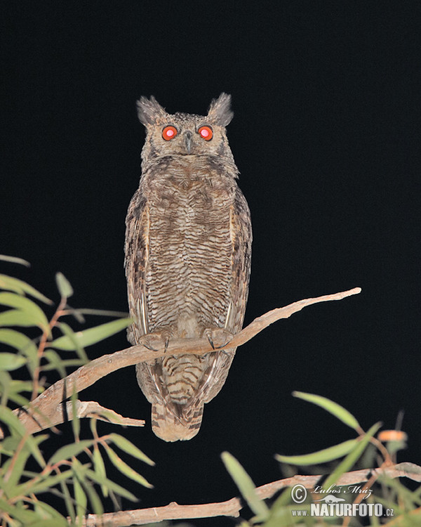 Virginia-Uhu (Bubo virginianus)