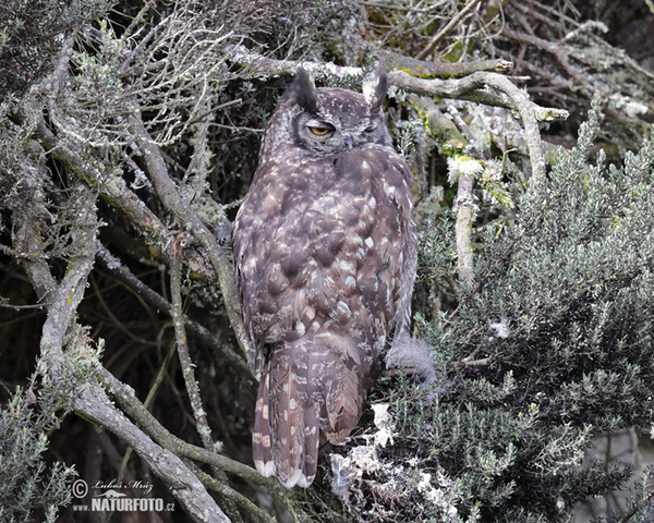 Virginia-Uhu (Bubo virginianus)