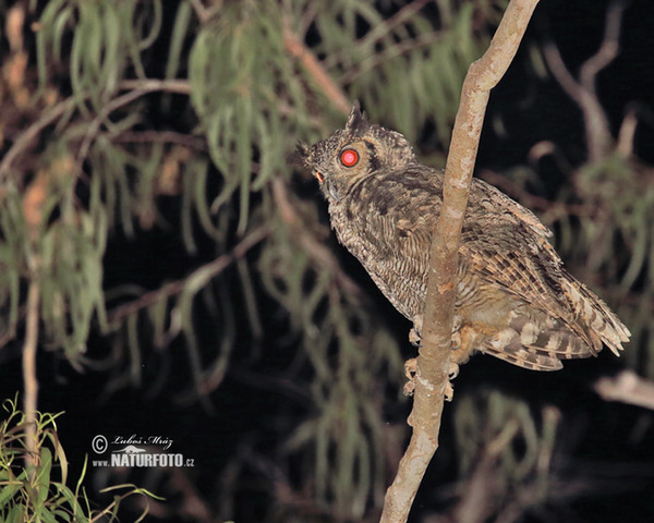 Virginia-Uhu (Bubo virginianus)