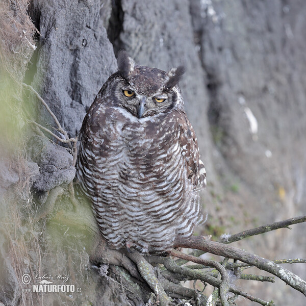 Virginia-Uhu (Bubo virginianus)