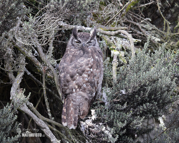 Virginia-Uhu (Bubo virginianus)