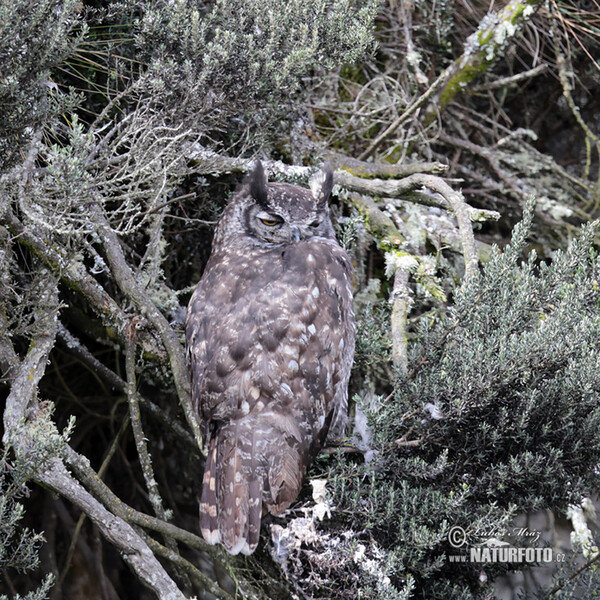 Virginia-Uhu (Bubo virginianus)