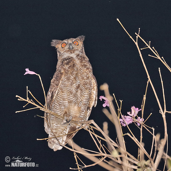 Virginia-Uhu (Bubo virginianus)