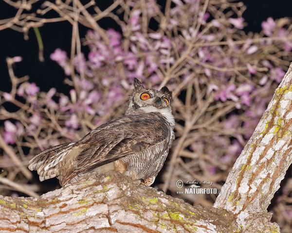 Virginia-Uhu (Bubo virginianus)