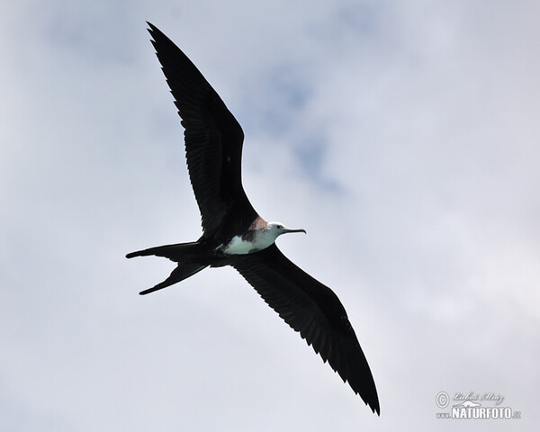 Vogel (Fregata magnificens)