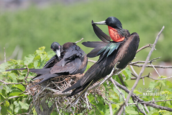 Vogel (Fregata magnificens)