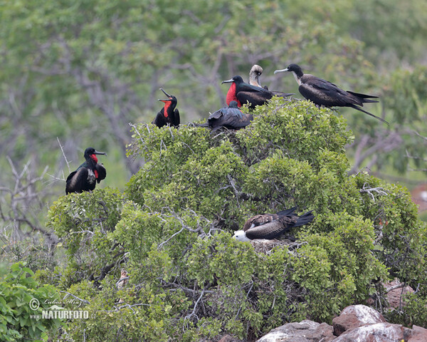 Vogel (Fregata magnificens)