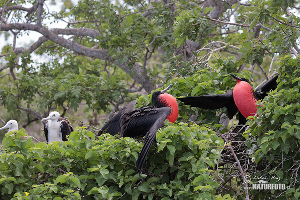 Vogel (Fregata magnificens)