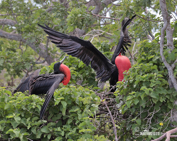 Vogel (Fregata magnificens)