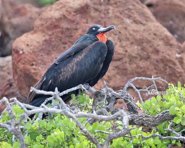 Vogel (Fregata magnificens)