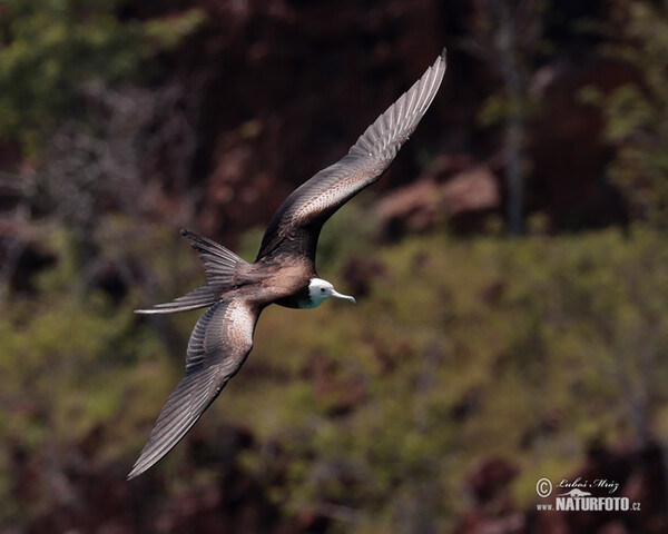 Vogel (Fregata magnificens)