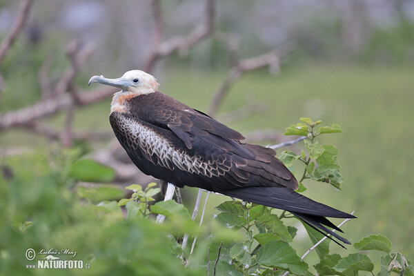 Vogel (Fregata magnificens)