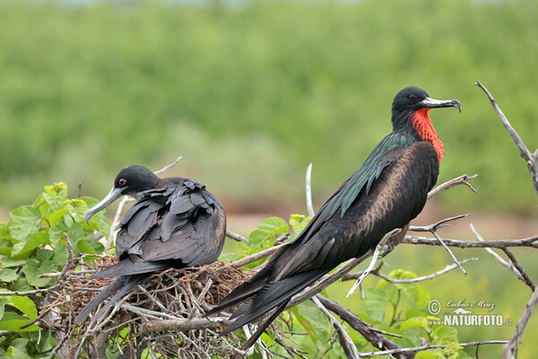 Vogel (Fregata magnificens)