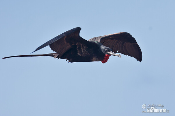 Vogel (Fregata magnificens)