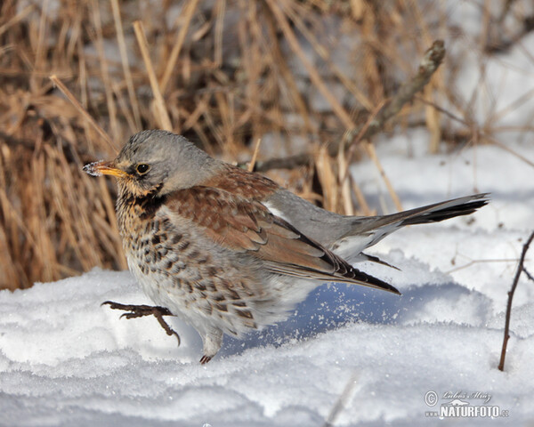 Wacholderdrossel (Turdus pilaris)