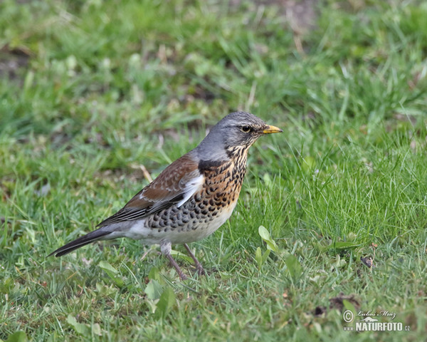 Wacholderdrossel (Turdus pilaris)