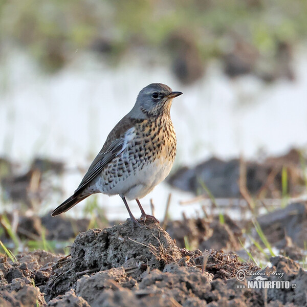 Wacholderdrossel (Turdus pilaris)