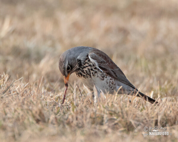 Wacholderdrossel (Turdus pilaris)