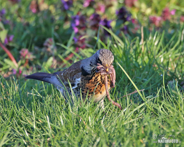 Wacholderdrossel (Turdus pilaris)