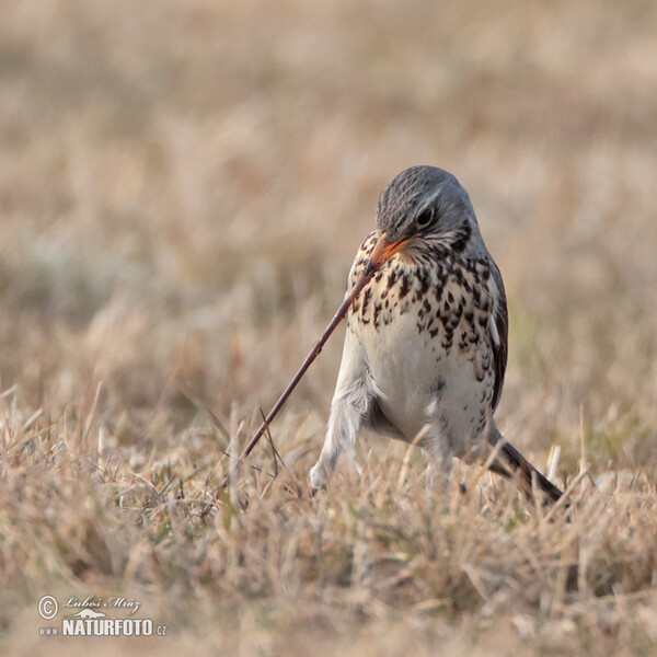 Wacholderdrossel (Turdus pilaris)