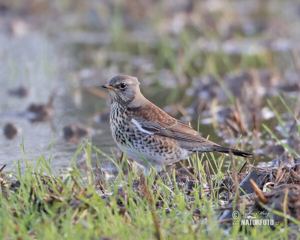 Wacholderdrossel (Turdus pilaris)