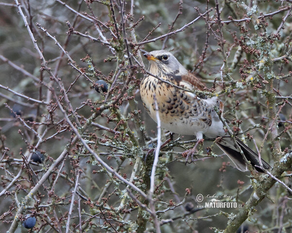 Wacholderdrossel (Turdus pilaris)