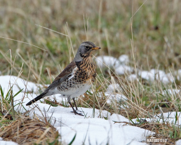 Wacholderdrossel (Turdus pilaris)