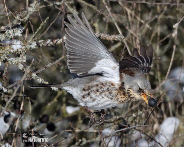 Wacholderdrossel (Turdus pilaris)