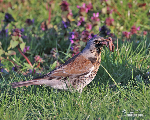 Wacholderdrossel (Turdus pilaris)