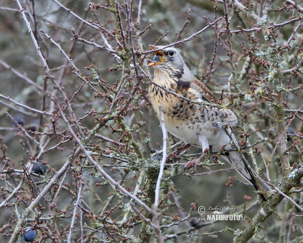 Wacholderdrossel (Turdus pilaris)