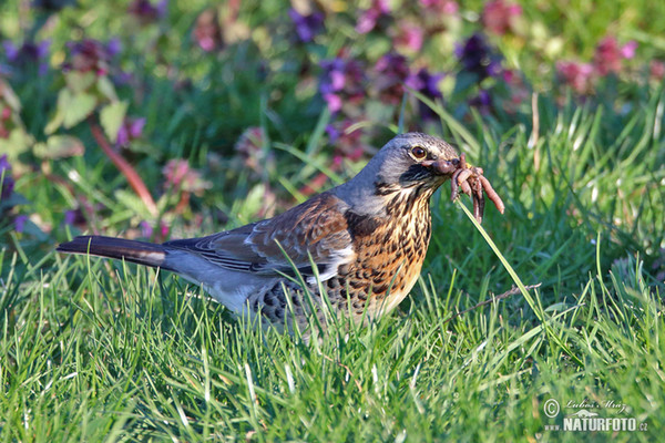 Wacholderdrossel (Turdus pilaris)