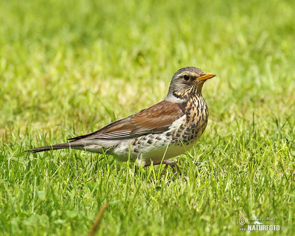 Wacholderdrossel (Turdus pilaris)