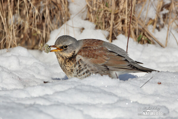 Wacholderdrossel (Turdus pilaris)