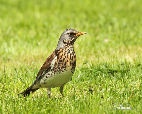 Wacholderdrossel (Turdus pilaris)