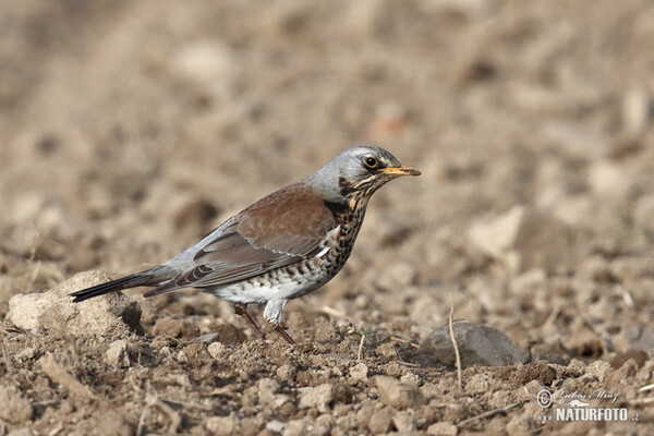 Wacholderdrossel (Turdus pilaris)