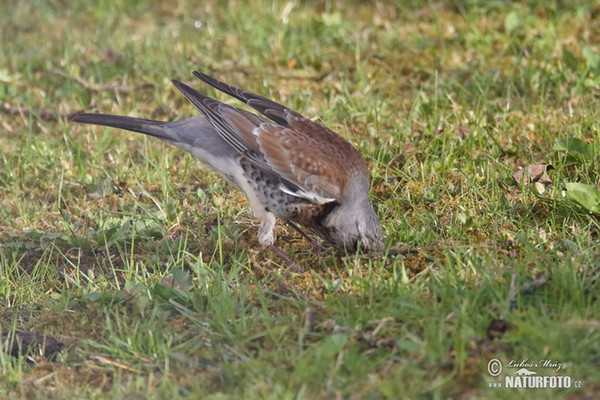 Wacholderdrossel (Turdus pilaris)