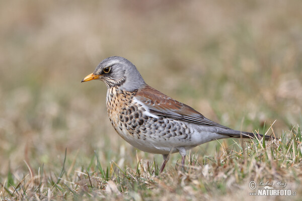 Wacholderdrossel (Turdus pilaris)