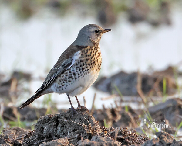 Wacholderdrossel (Turdus pilaris)