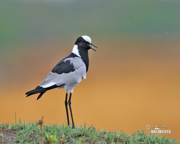 Waffenkiebitz Schmiedekiebitz (Vanellus armatus)